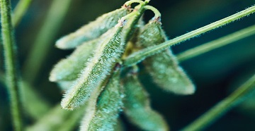 Soybean Plant Population