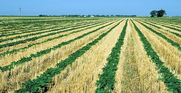 Stubble planted soybeans