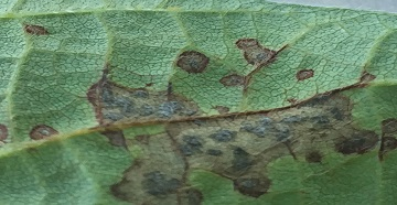 Soybean Leaf with FLS