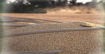 LOAD OF HARVESTED SOYBEANS