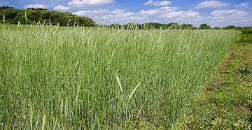cereal rye cover crop