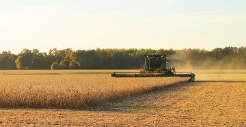Soybean Harvest