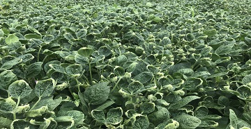 dicamba injury