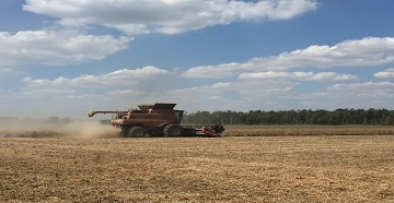 soybean harvest