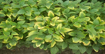 Potassium deficiency in soybean