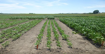 soybean planted in narrow rows