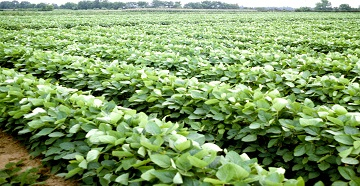 Soybean field