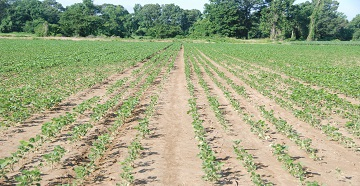 SCN-affected soybeans